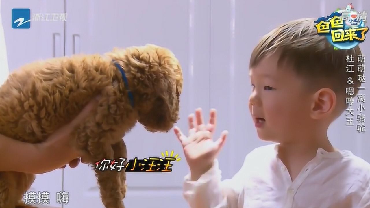 嗯哼和狗狗打招呼一声嗨萌化人心咋能这么可爱