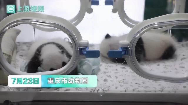 呆萌熊猫双胞胎满月了 快去给它们取名字