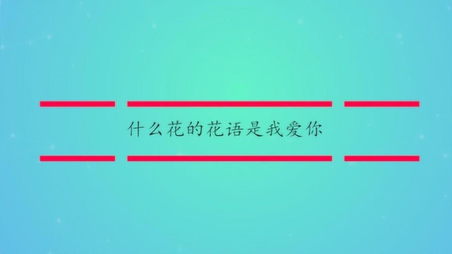 什么花的花语是我爱你