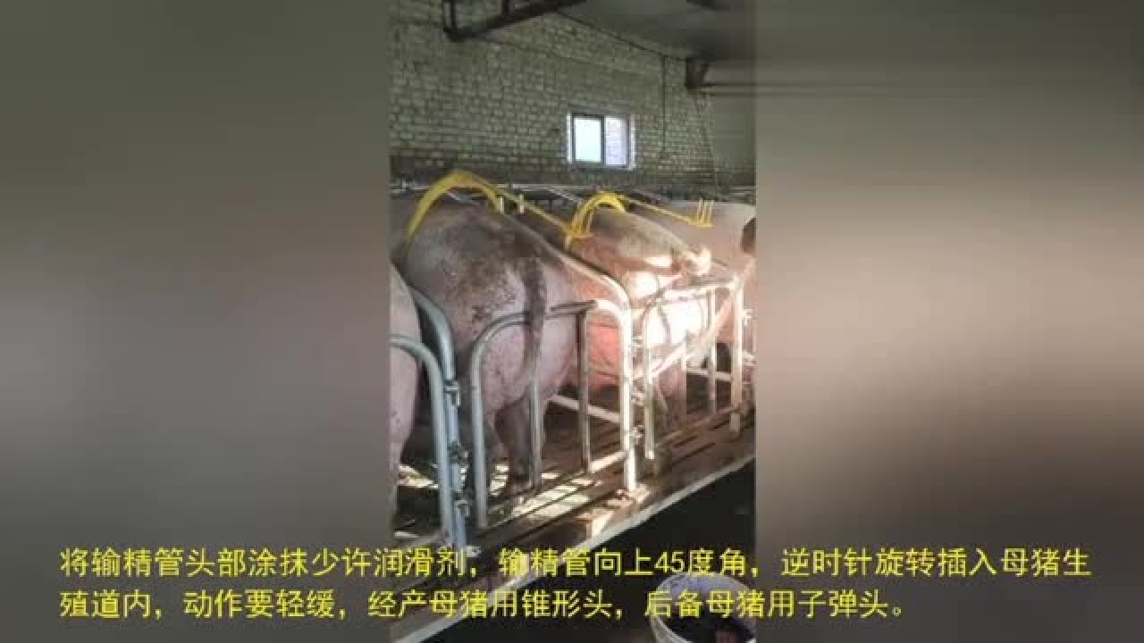 养猪达人教你母猪规范化配种流程_高清1080P在线观看平台_腾讯视频