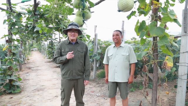 老果农分享葡萄施肥管理经验!介绍入冬萌芽前施肥的方法