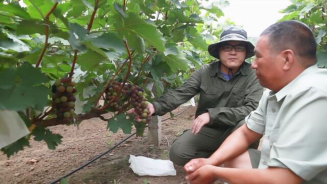 葡萄种植户介绍巨玫瑰葡萄,疏果时一定要记得这点,防止裂果