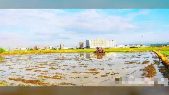 彩霞满天映新苗,水田种出“新风景”