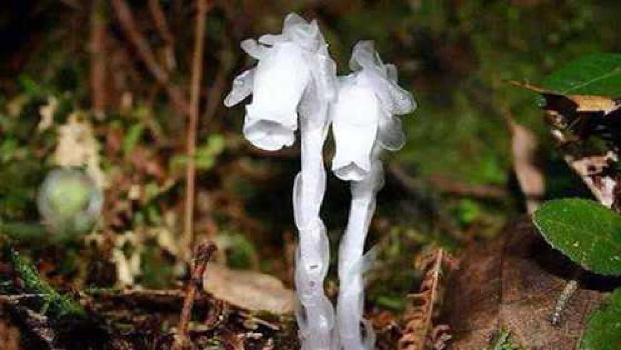 世界最贵的“幽灵兰花”,一朵花换一套别墅,可惜无人敢摘_腾讯视频