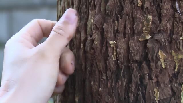 龙岩:高温多雨易生白蚁 谨记门窗须紧闭