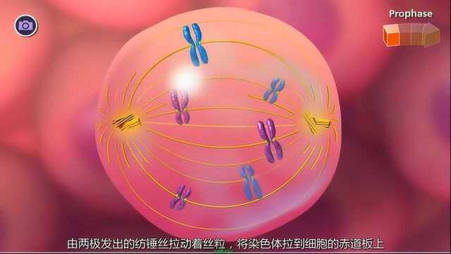 有丝分裂过程