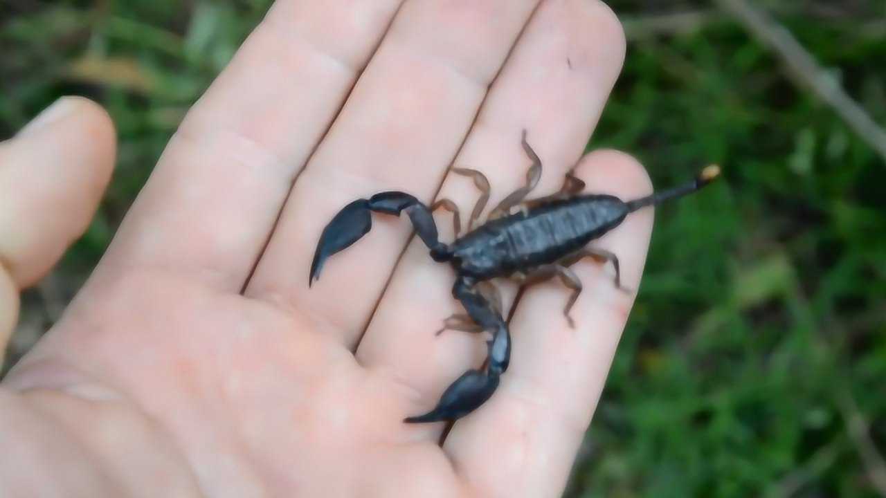 蝎子家族中最弱的存在,带着一条短短的尾刺,让人以为它只有头了