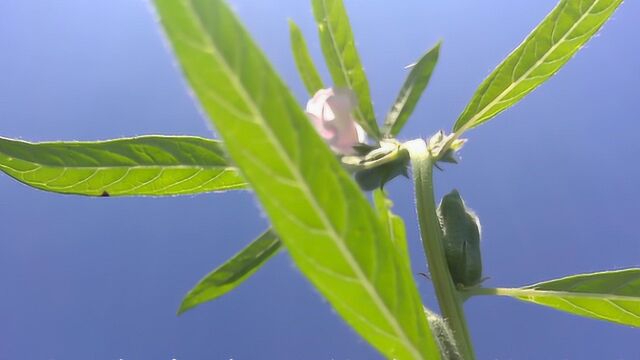 芝麻开花节节高,原来芝麻是这样长的,很多人都不知道!