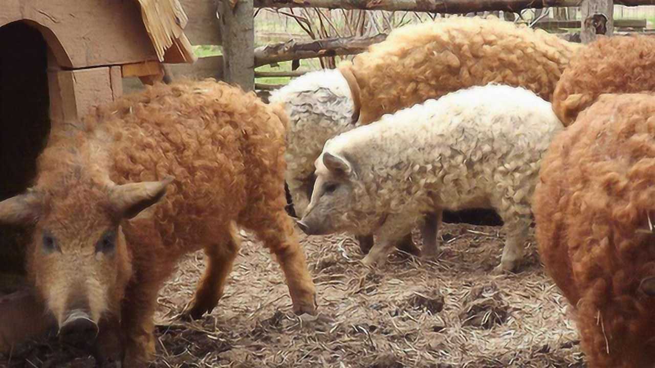 母猪逃走3个月,回窝后生下"绵羊猪",母猪被羊拱了?