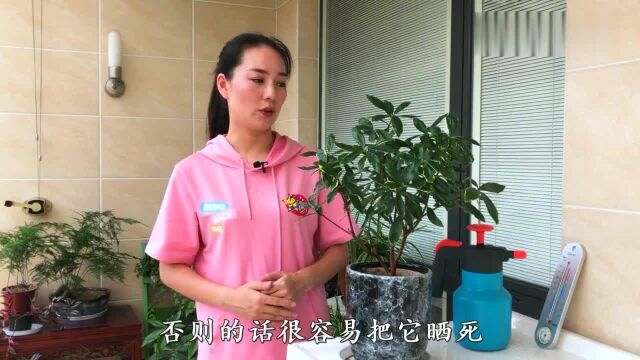 夏季瑞香怎么养,教你三招,不烂叶不烂根,安全度夏