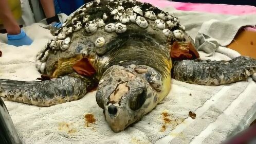 海龟最大的天敌藤壶,一旦被缠上只能求助人类,有密集症的慎看