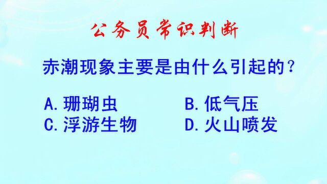 公务员常识判断,赤潮现象主要是由什么引起的?