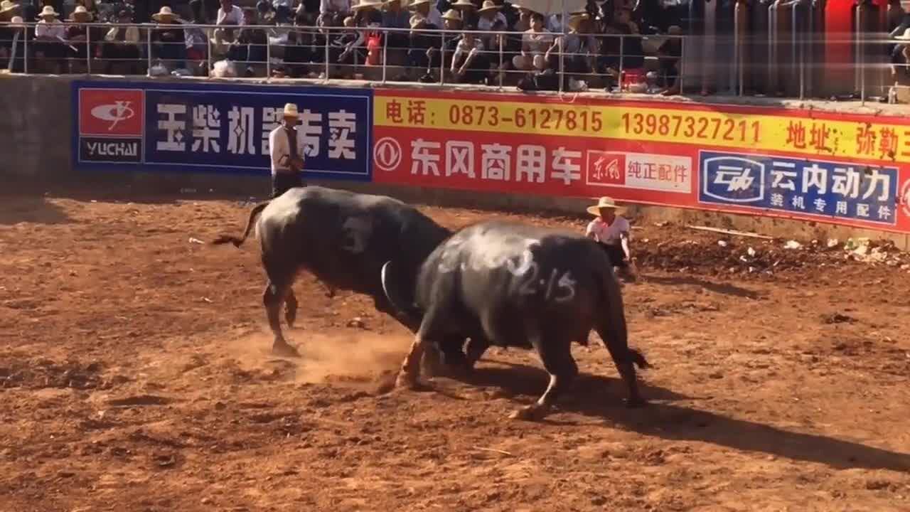 黑霸王牛王图片