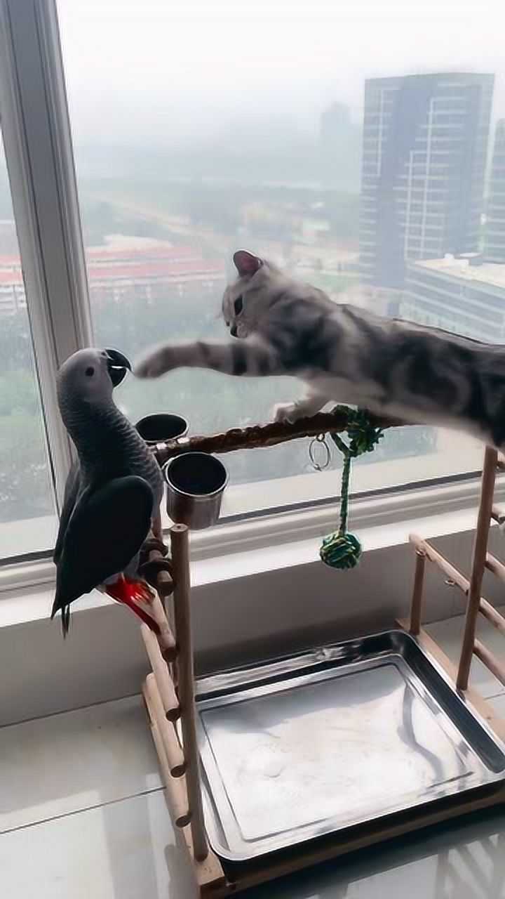 猫咪的爪子和鹦鹉的嘴,谁更胜一筹,加上这个配音太搞笑了