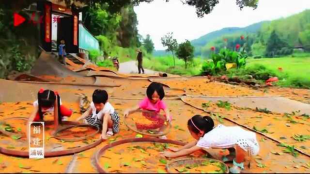 福建浦城丰收节:福建第一粮仓喜庆丰收