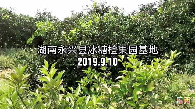 湖南永兴冰糖橙树及果子品相果型极好欢迎品尝