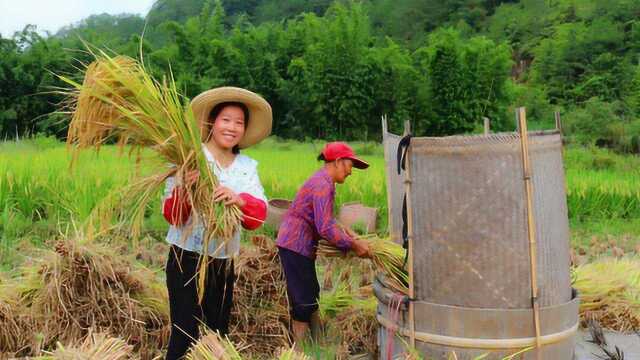 黄筒收稻谷你见过吗?农村老奶奶1个人在收,一块地需要割上3天