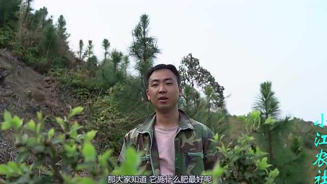 油中之王“茶籽油”,被民间称为长寿油,那到底施什么肥最好