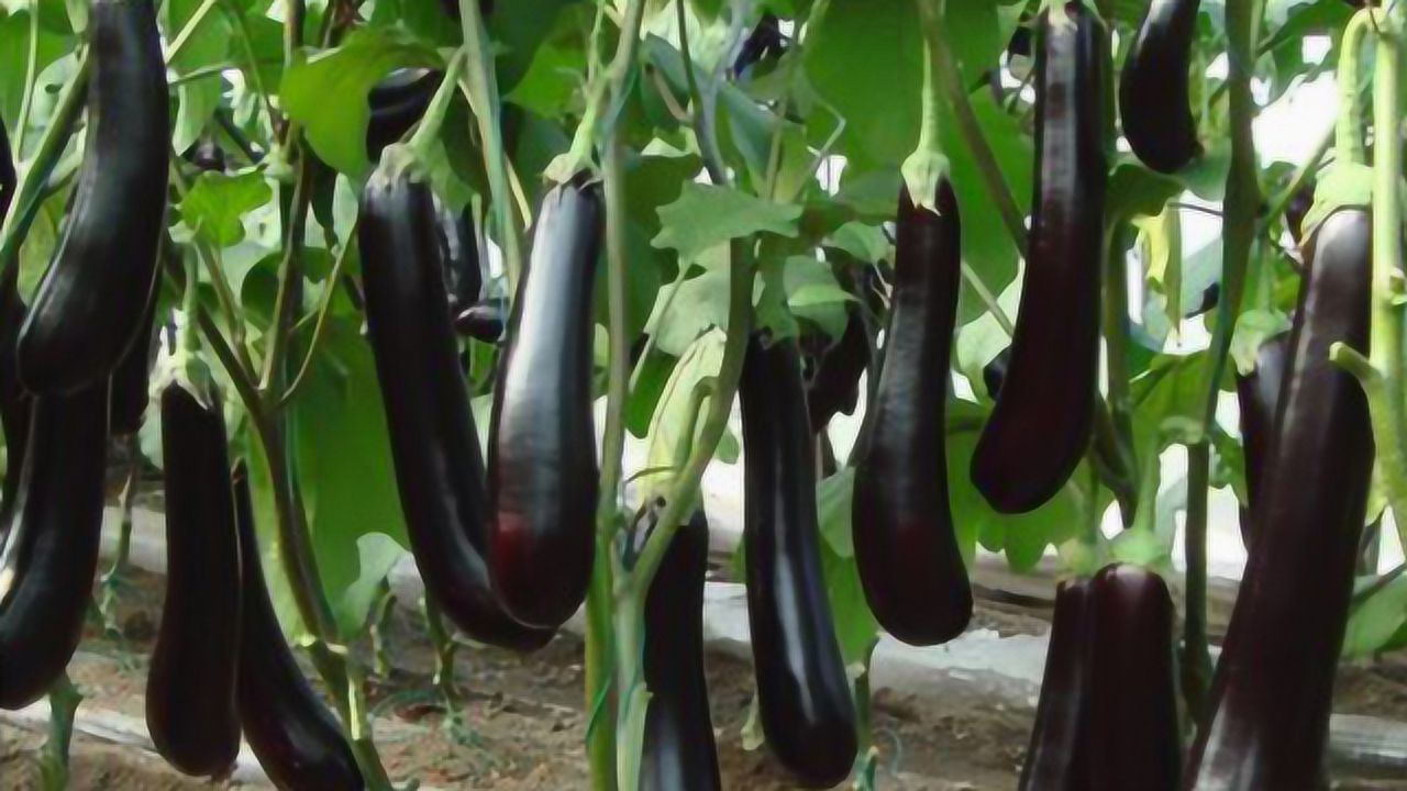 秋天的茄子胜砒霜,秋季茄子到底能不能吃