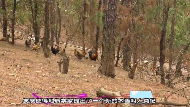 未来考古学家或许会认为,“鸡”才是世纪的赢家