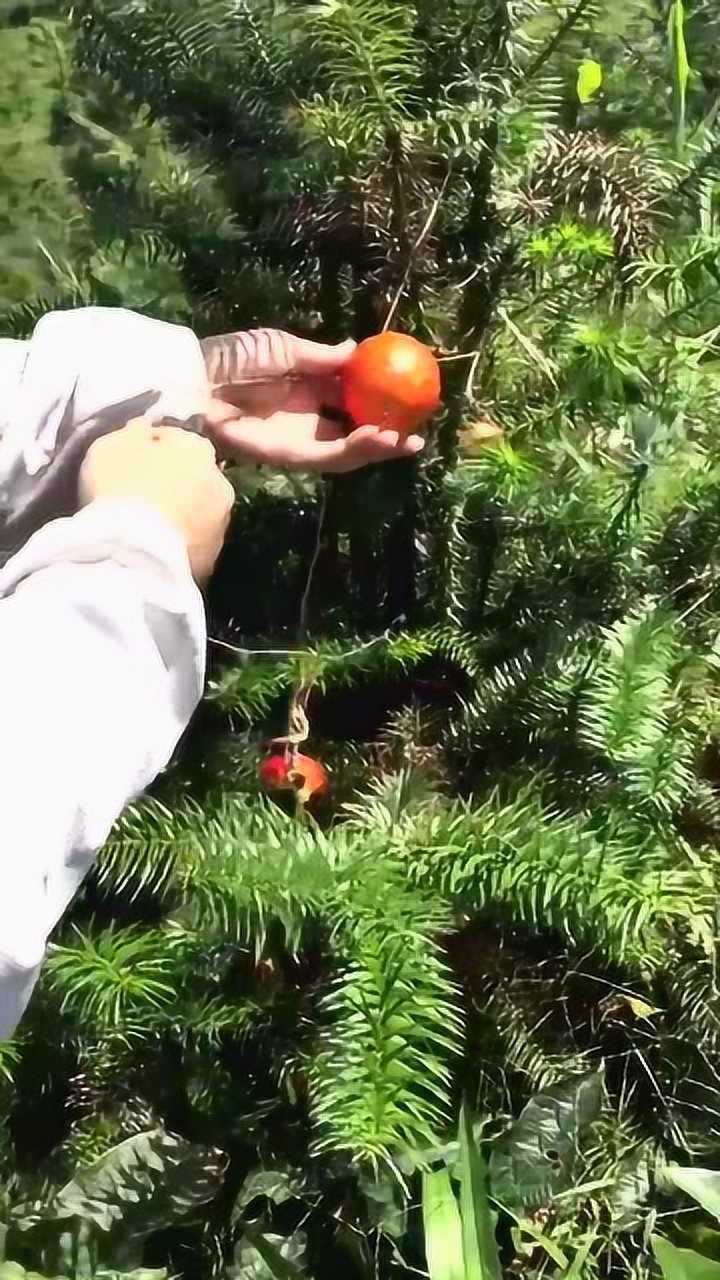 正宗的鸭屎果果肉不臭网友这就是传说的金玉其外败絮其中