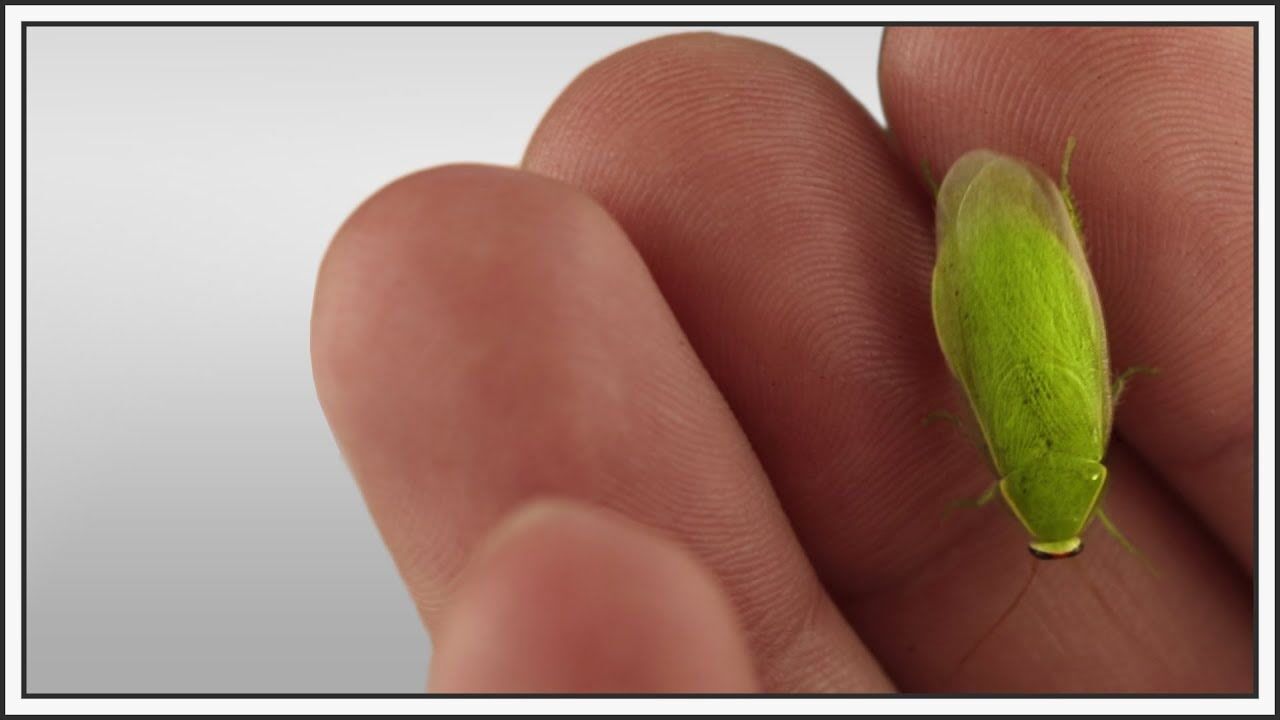 这些古巴绿香蕉蟑螂,被称作世界上最美的蟑螂