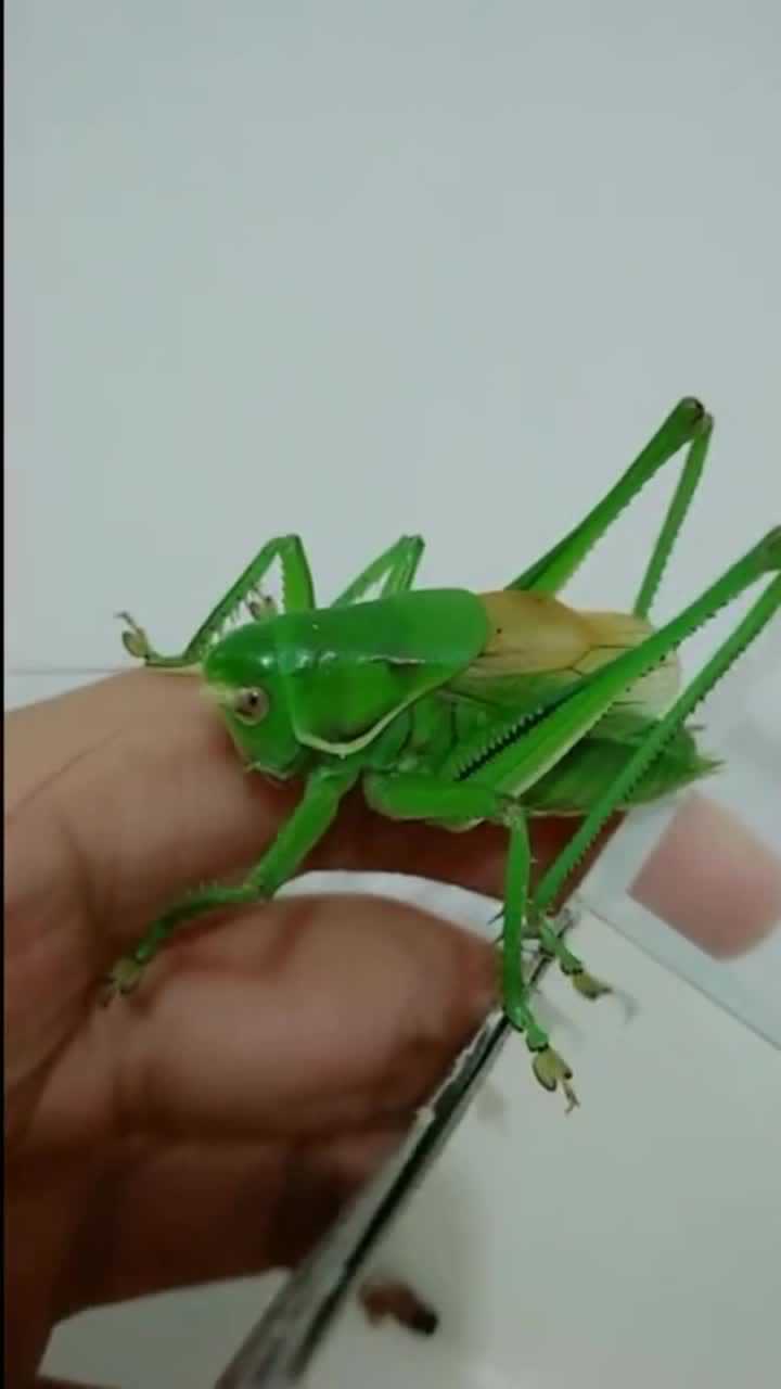 第一次见长这么漂亮的蛐蛐颜色翠绿网友稀有啊