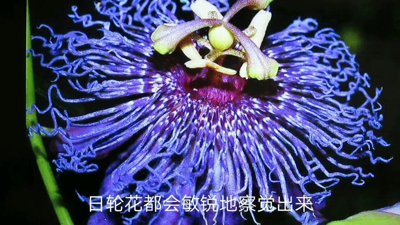 吃人的黑寡妇和日轮花