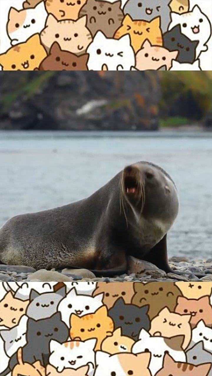 好可爱的海狗