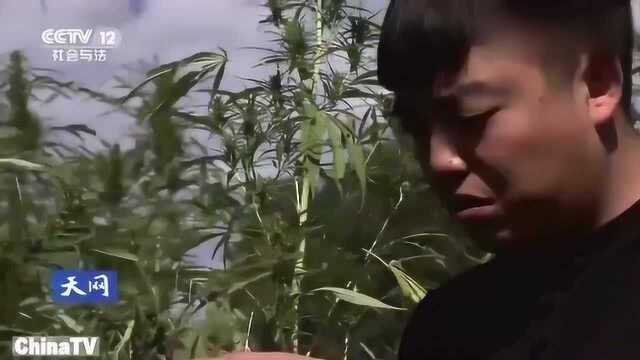 民警巡逻发现种植物异常,鉴定后发现是大麻,竟揪出了贩毒集团!