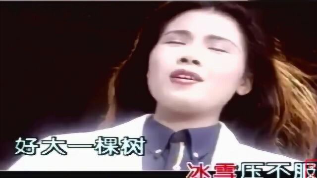 怀旧歌曲《好大一棵树》,田震深情演唱,歌颂教师伟大的爱心