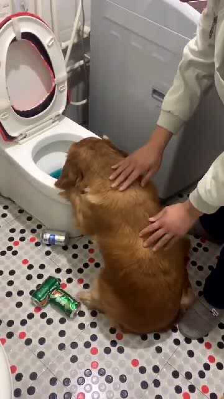 喝了酒的金毛看它趴在厕所吐的样子确定这是一只失恋狗