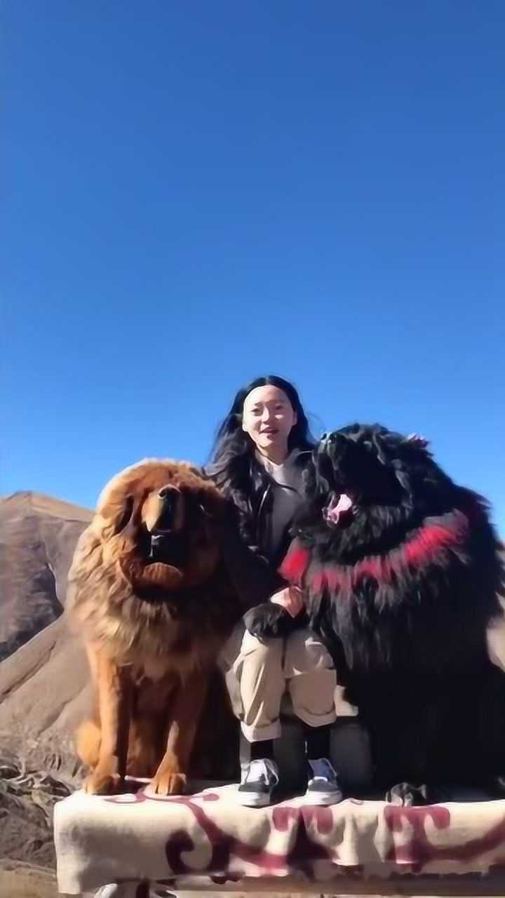 这个视频火了,美女和两只藏獒,美的让我心跳加速_腾讯视频