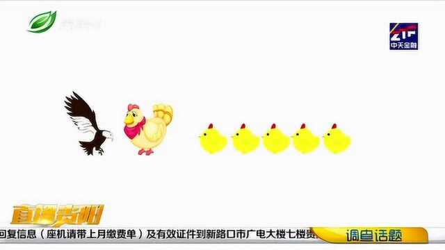 这道“老鹰捉小鸡”的一年级数学题,你做对了吗?