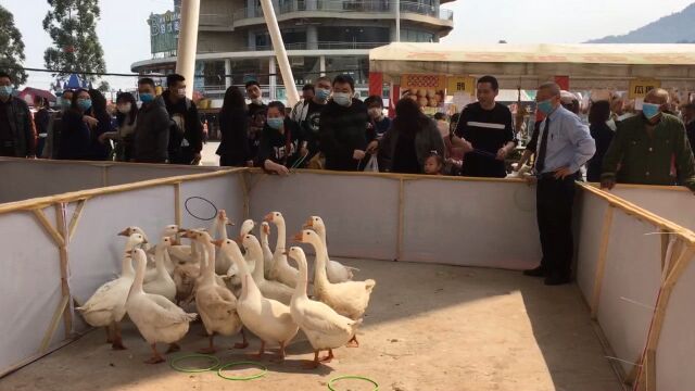 好手段!村民销售出新招:土鸡土鹅套圈圈半价购买