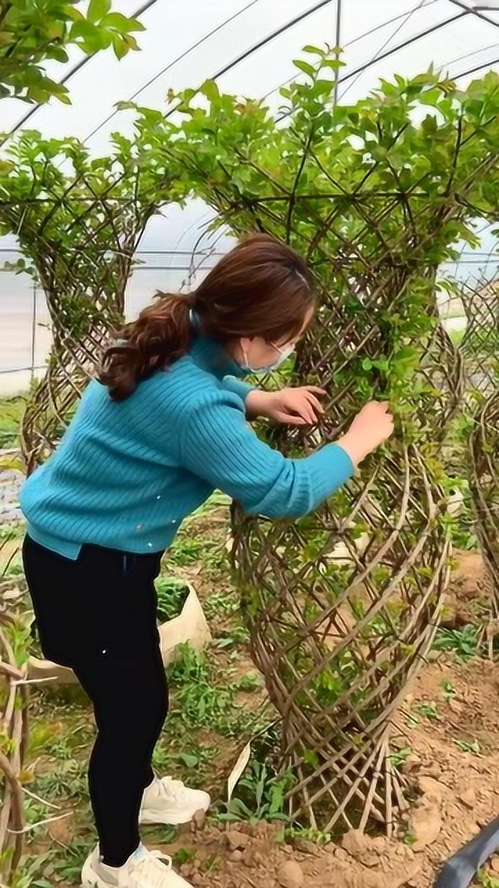 紫薇花瓶抹芽中,长势旺盛