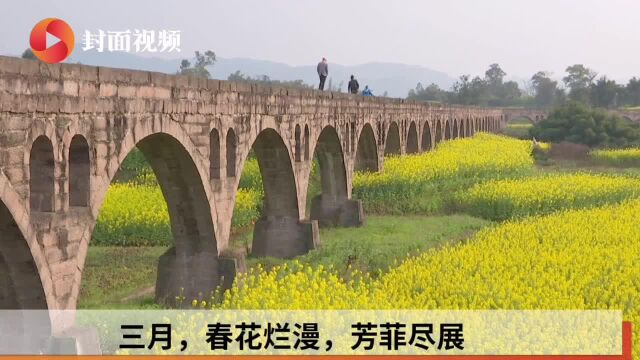 四川泸县:渡槽+油菜花 绘出乡间别样风景