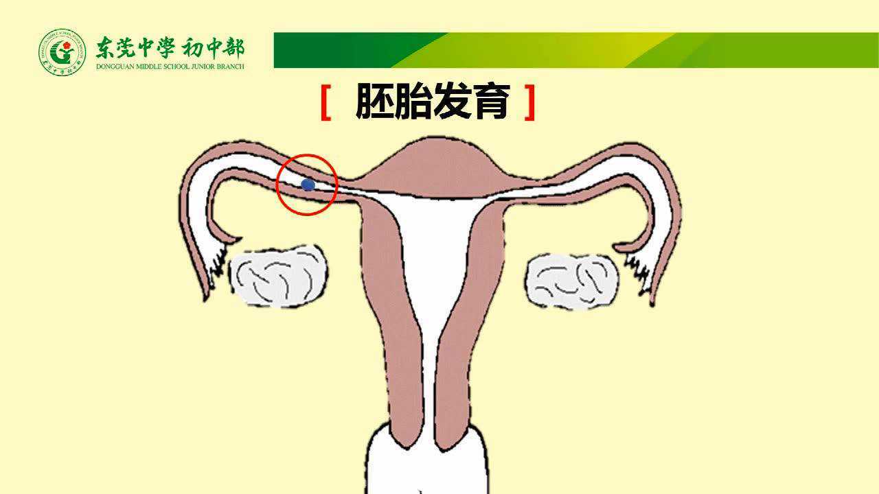在线学习：人的生殖（下）生殖过程_高清
