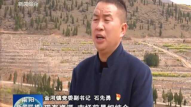 淅川金河镇:发展高效农业 铺就致富之路