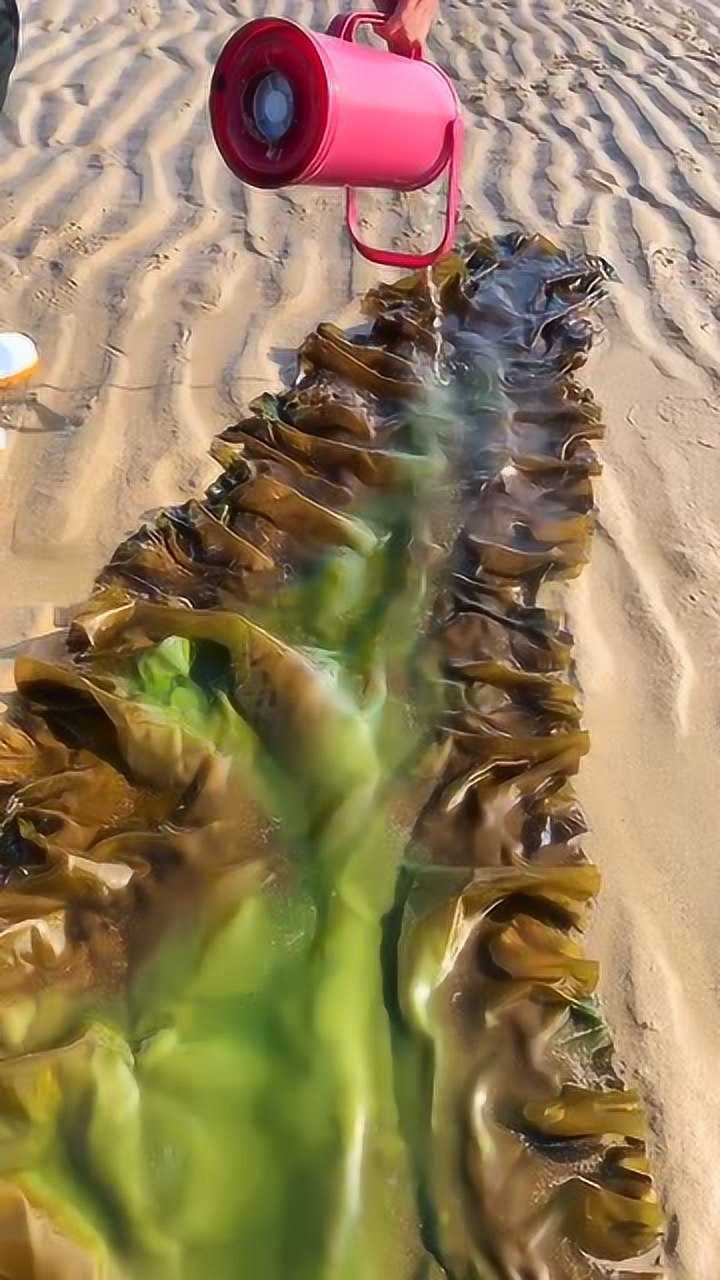这么大的海带你见过吗?