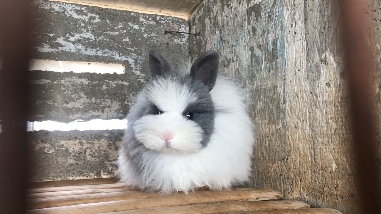 道奇盖脸猫猫兔