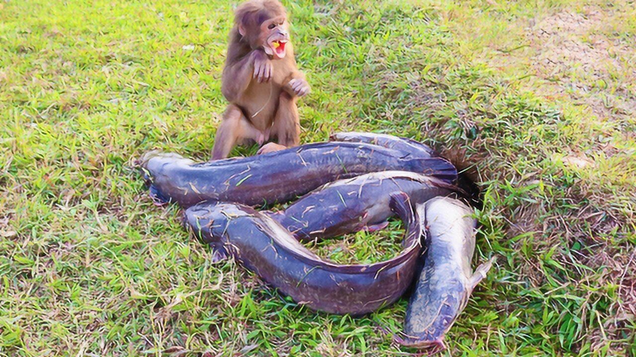 活久见小伙训练猴子捕鱼一抓一个准