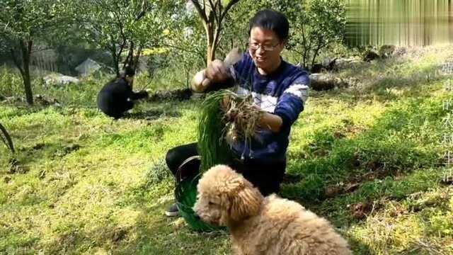 一把野韭菜加上4个土鸡蛋,做成一道家常菜,人到中年要多吃