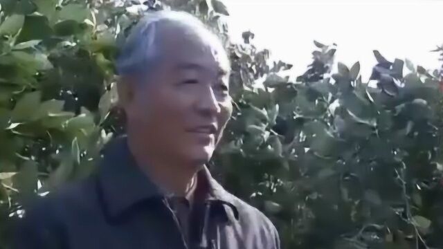 原产于美国的橙树品种 带到赣南 如今一棵树能产四五百斤