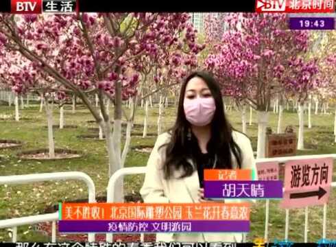 美不胜收!北京国际雕塑公园玉兰花开春意浓