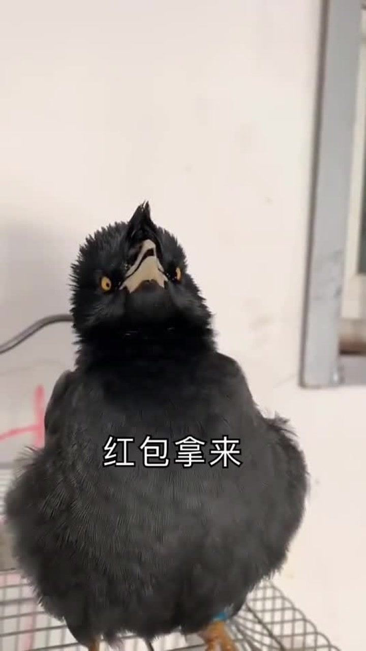 巧嘴八哥一开口根本停不下来