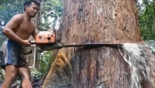 伐木工人砍树，发现大树不停的“流眼泪”，难道这是一棵神树