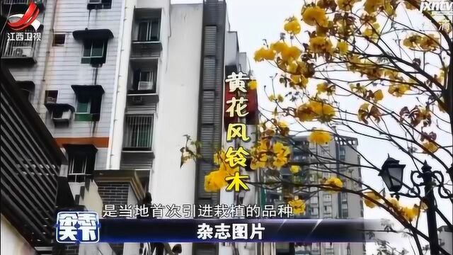 重庆街道开满黄花 犹如披上“黄金甲”