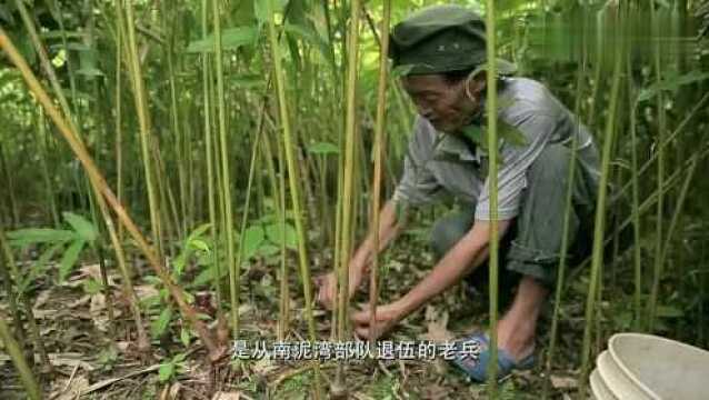 咋舌!看起来容易被人忽略的小果,竟是“四大南药”之一的春砂仁