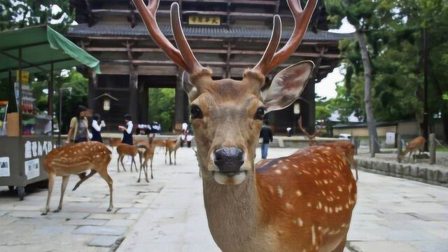 日本奈良鹿涌上街头,看似很有趣,背后真相却令人沉思